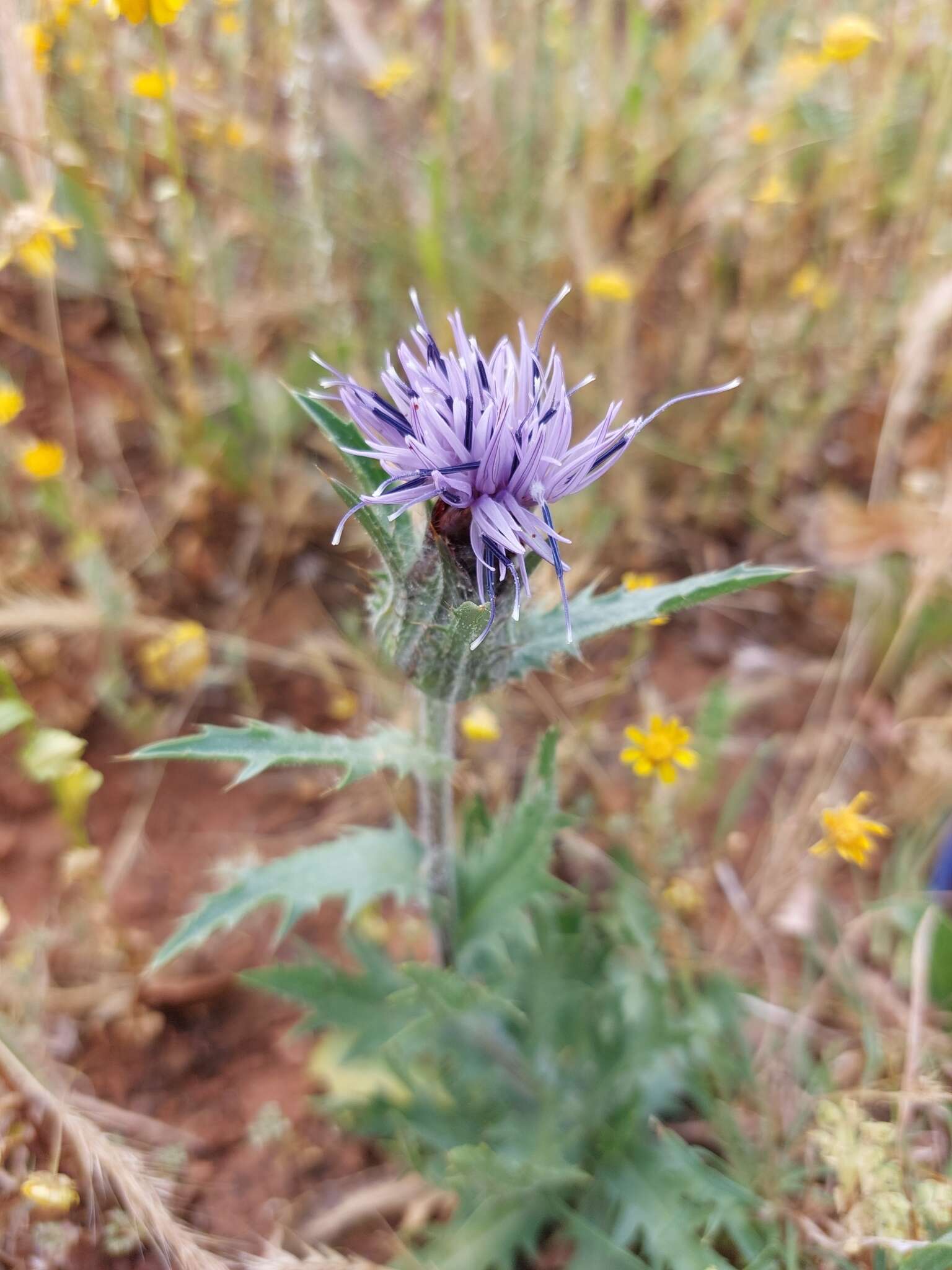 Plancia ëd Carduncellus caeruleus (L.) C. Presl