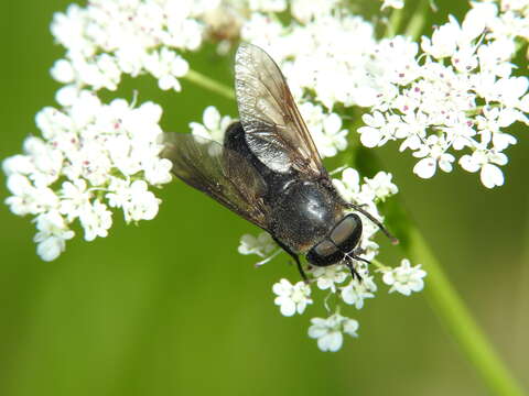 صورة Dasyrhamphis ater (Rossi 1790)