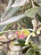 صورة Grevillea arenaria R. Br.