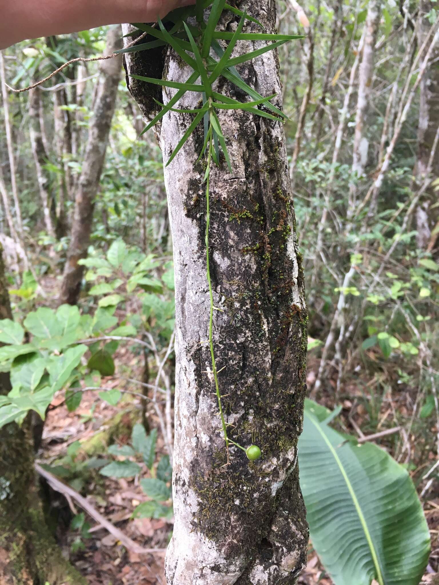 Слика од Dracaena reflexa Lam.