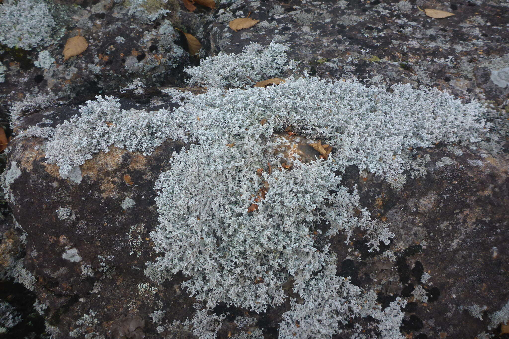 Image of Rock foam lichen