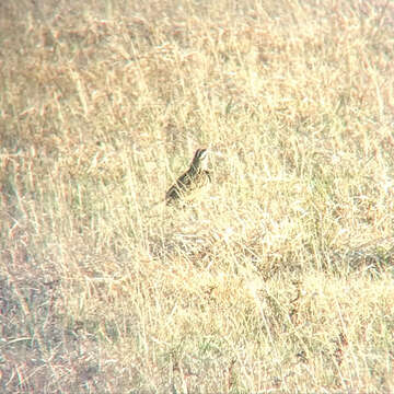 Image of Eastern Meadowlark