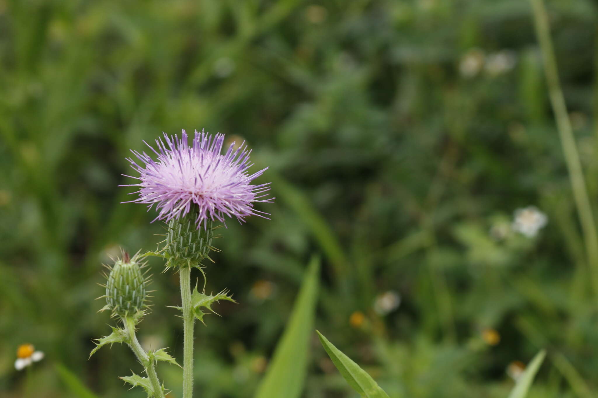 Image de Cirsium mexicanum DC.