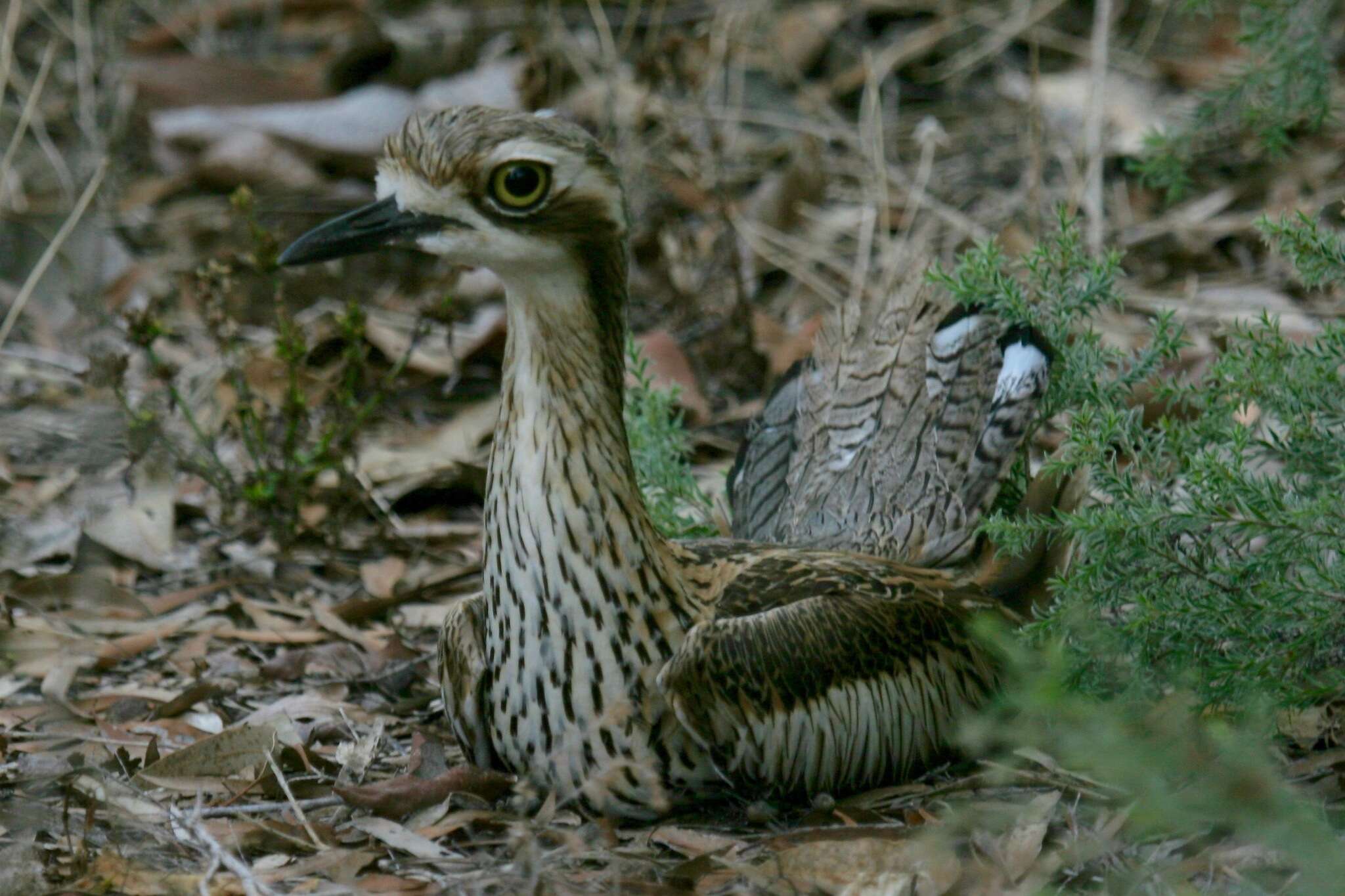 Image of Bush Stone-curlew