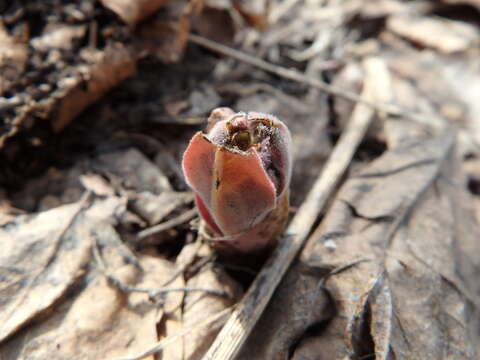 Image of Pulmonaria mollis Hornem.