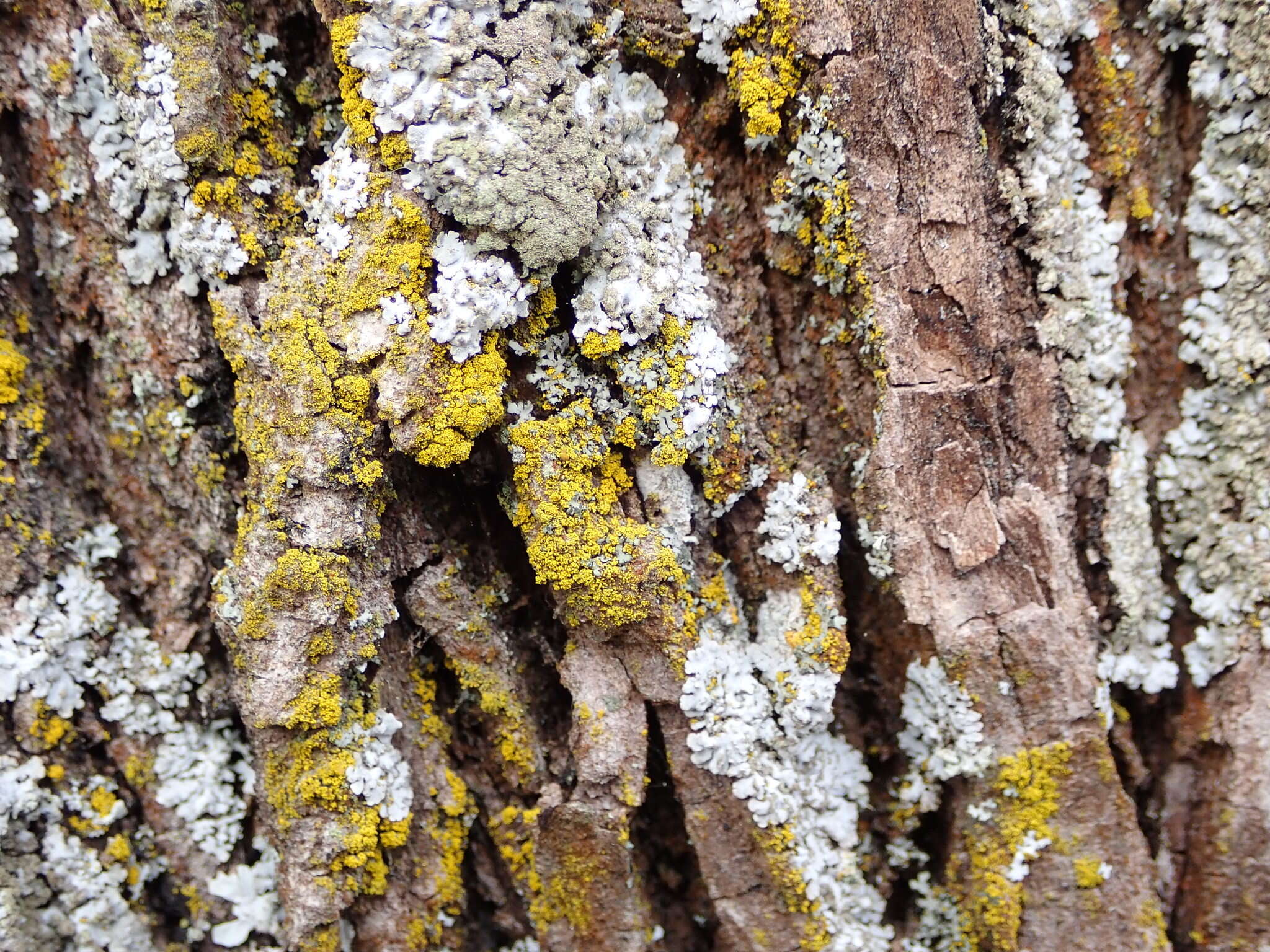 Image of eggyolk lichen