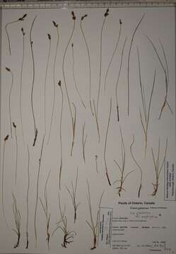 Image of lesser saltmarsh sedge