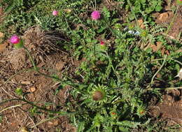 Plancia ëd Carduus macrocephalus Desf.