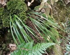 Haplopteris flexuosa (Fée) E. H. Crane的圖片