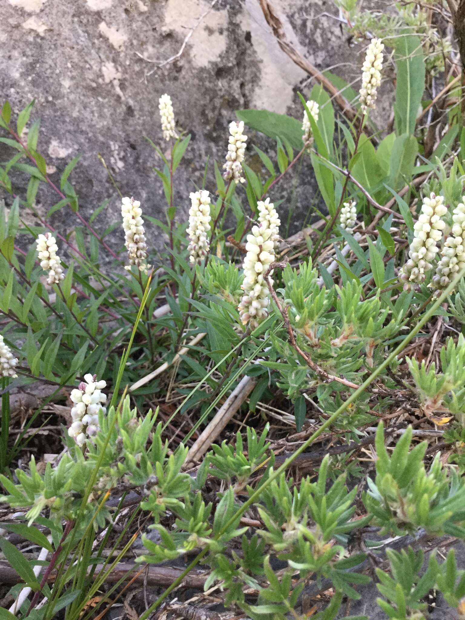 Image of Seneca snakeroot