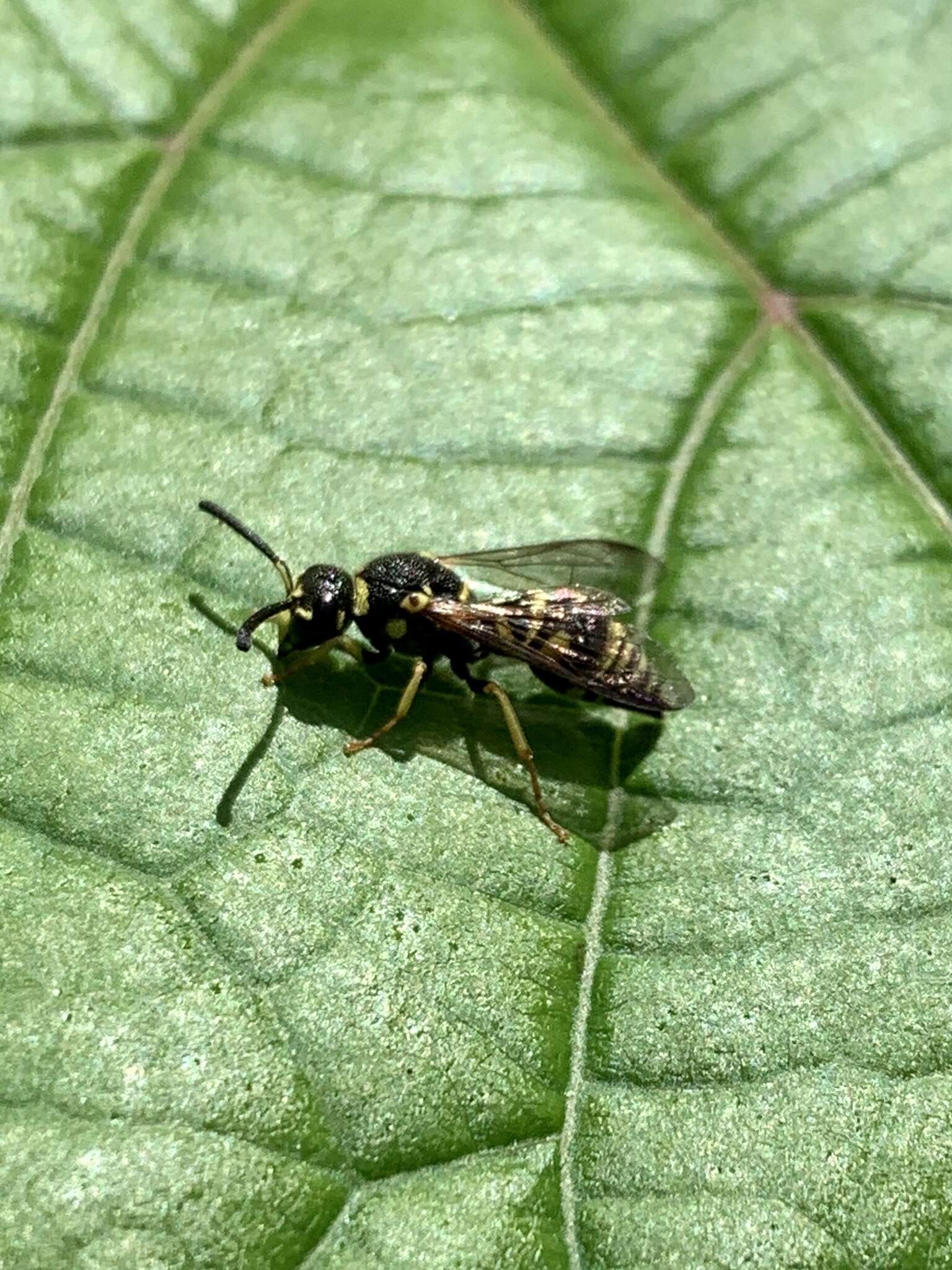 Image of Parancistrocerus leionotus (Viereck 1906)