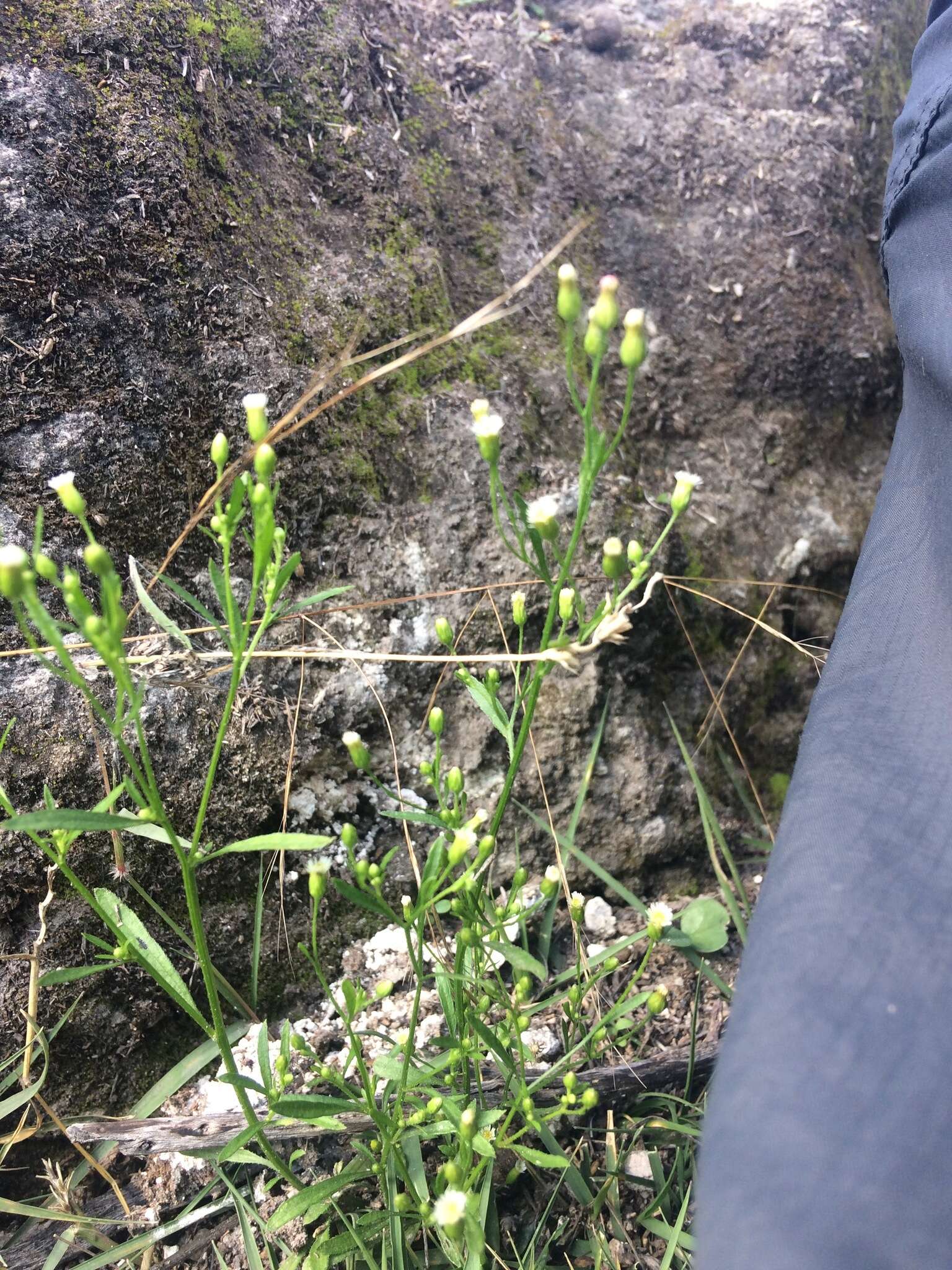 Imagem de Symphyotrichum subulatum var. parviflorum (Nees) S. D. Sundberg