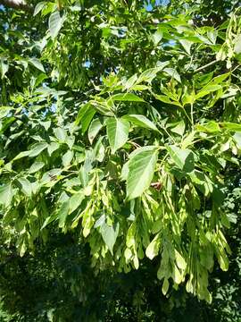 Image of Box Elder