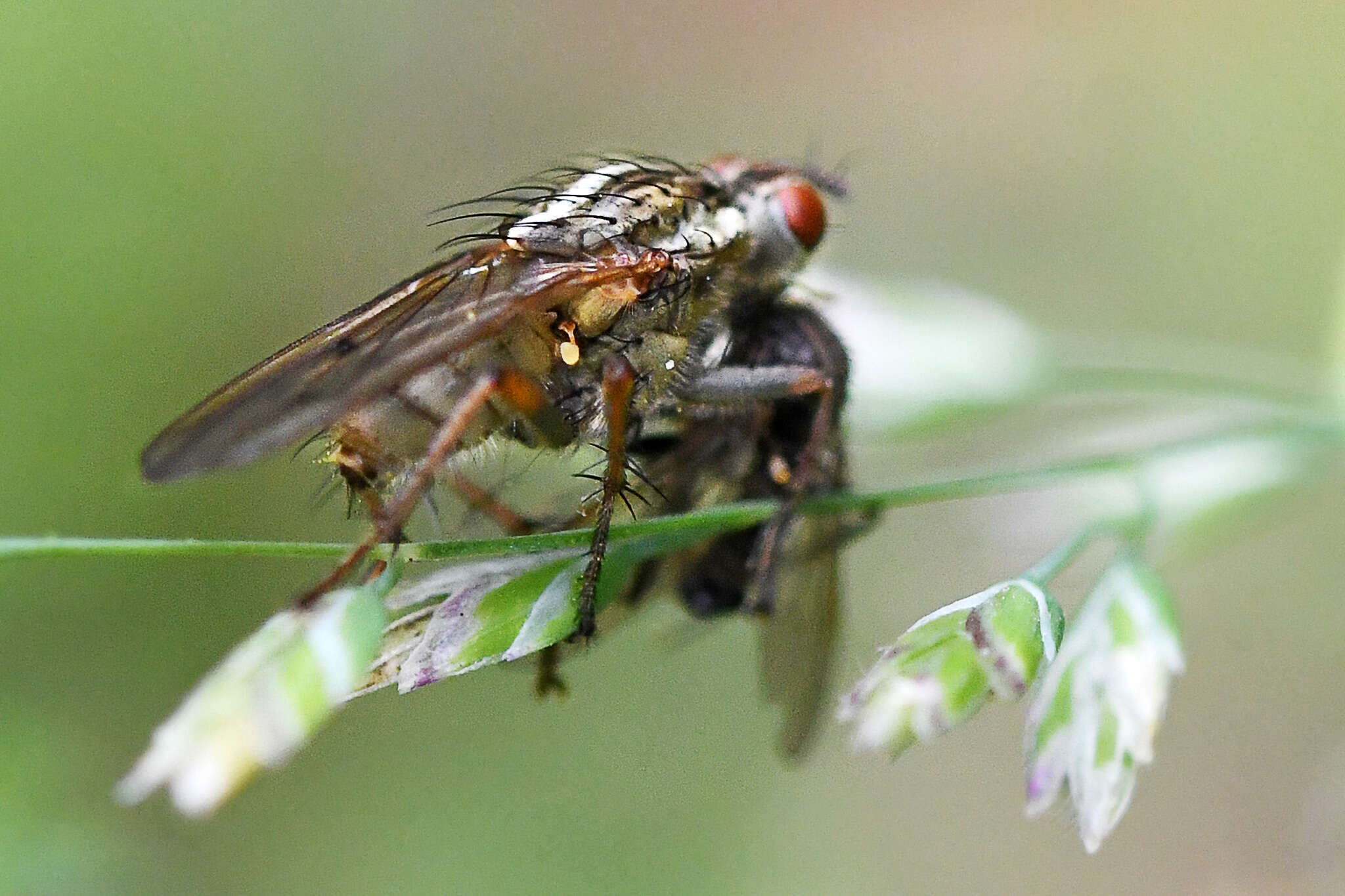 Image of Scathophaga soror Wiedemann 1818