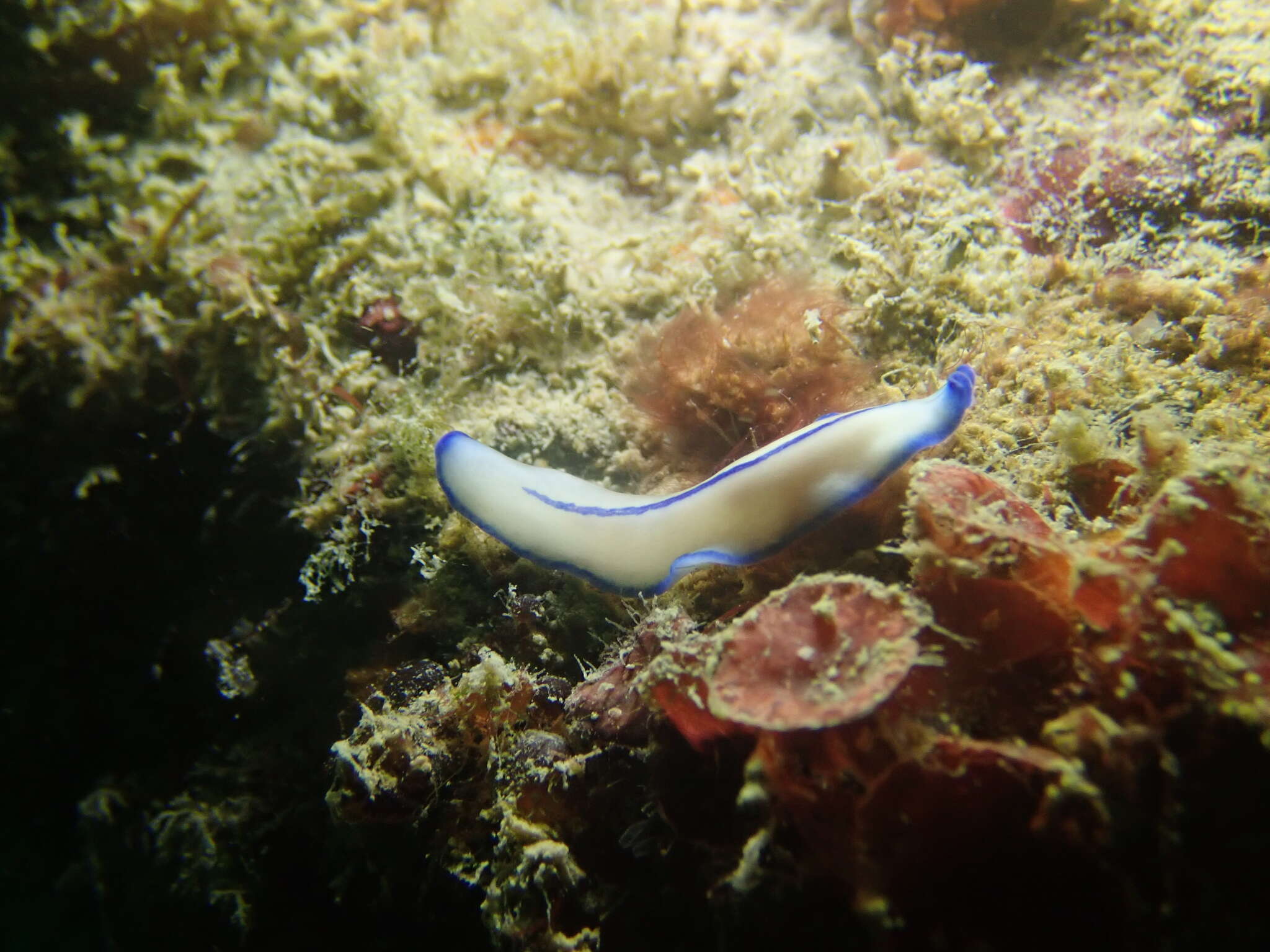 Image of Pseudoceros concinnus (Collingwood 1876)