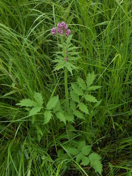 Image of Valeriana amurensis P. Smirn. ex Kom.