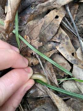 Image of Southern brook lamprey