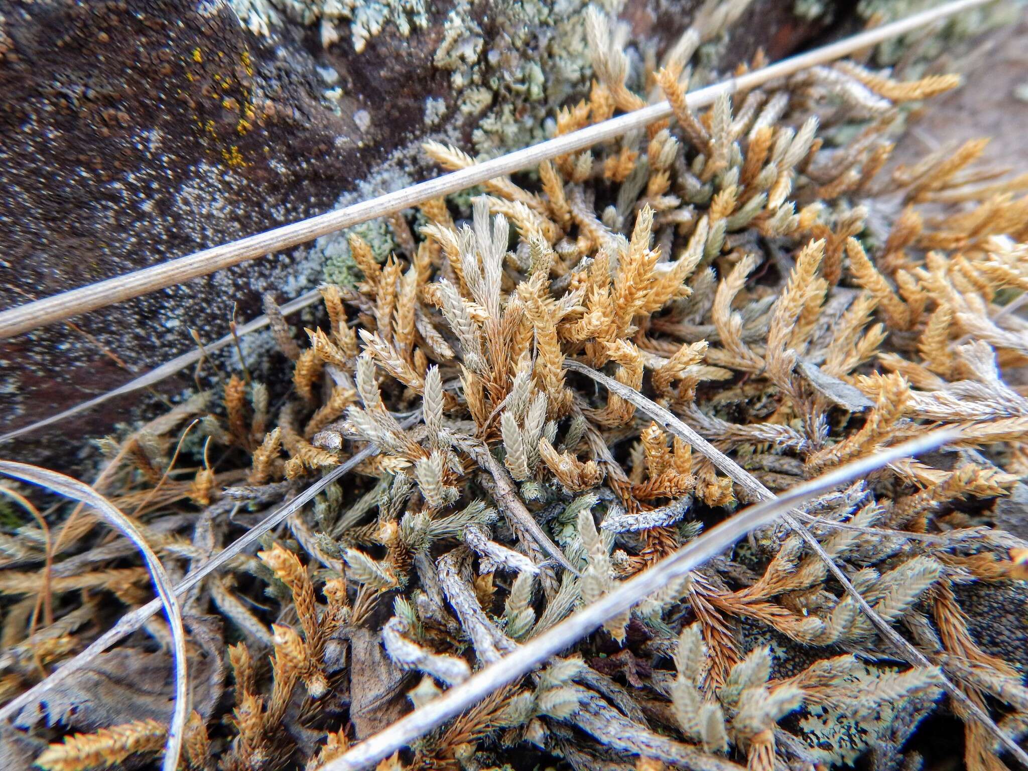 Image of northern selaginella