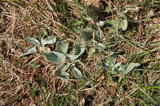 Image of Centaurea fuscomarginata (K. Koch) Juz.