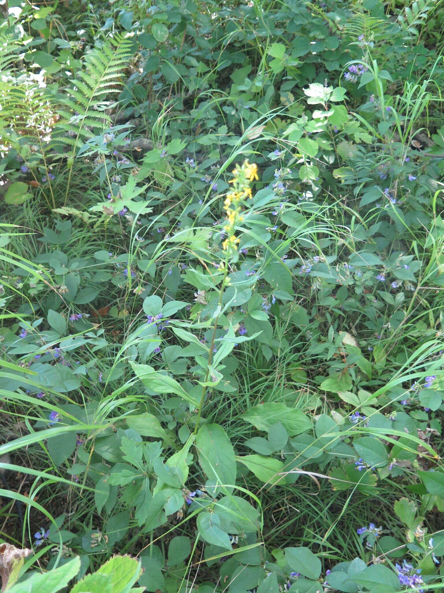 Image of Solidago pacifica Juz.