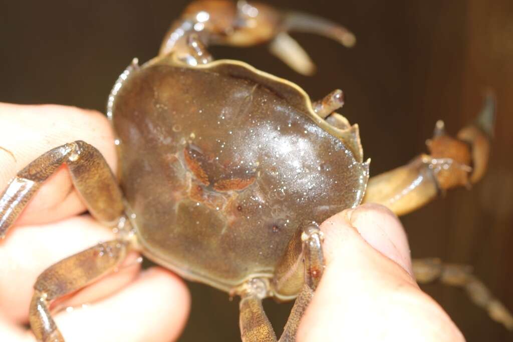 Image of Potamonautes bayonianus (Brito Capello 1864)