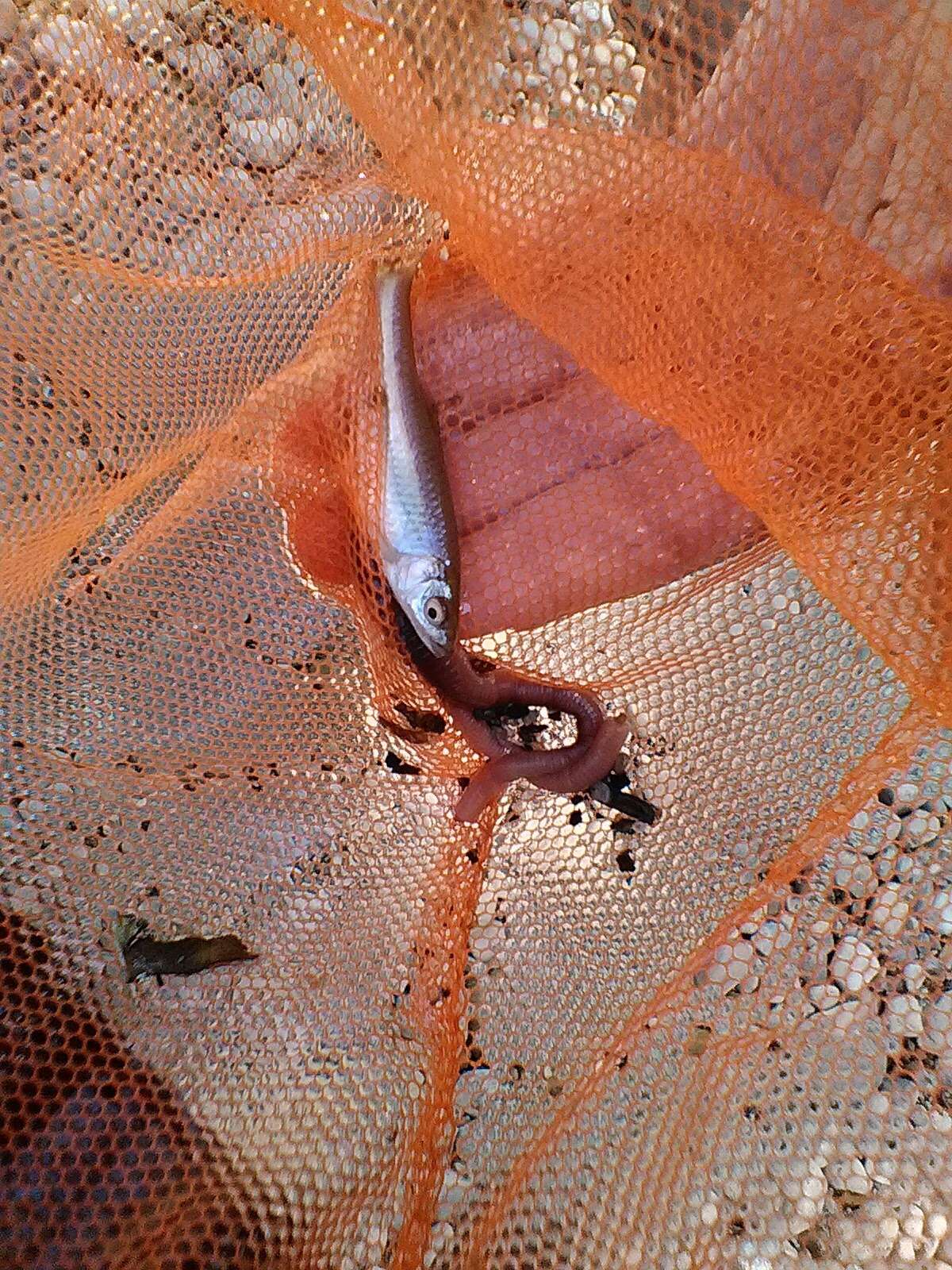 Image of Spotfin shiner