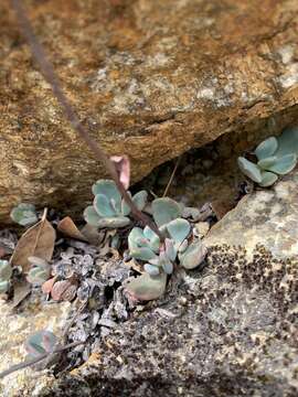 Image of roseflower stonecrop