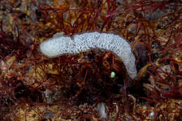 Image of Okenia ascidicola M. P. Morse 1972