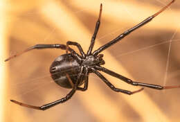 Latrodectus renivulvatus Dahl 1902的圖片