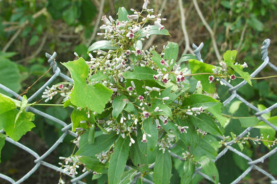 Слика од Paederia foetida L.