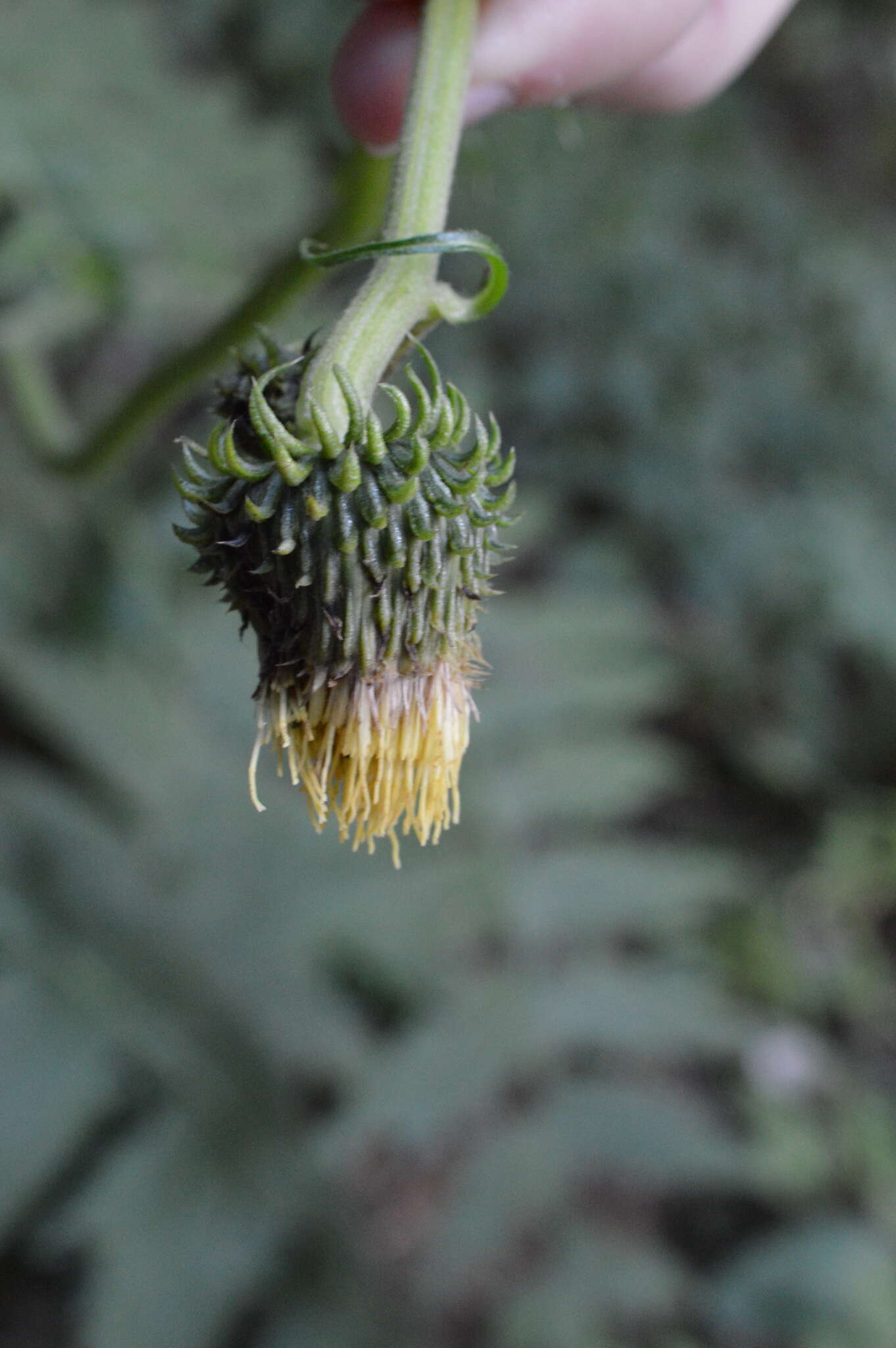 Image de Cirsium erisithales (Jacq.) Scop.