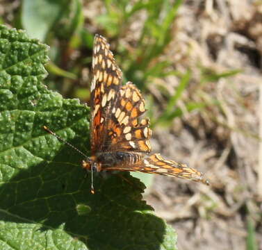 Image of Gabb's Checkerspot