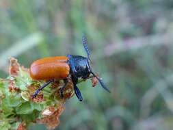 Imagem de <i>Labidostomis taxicornis</i>