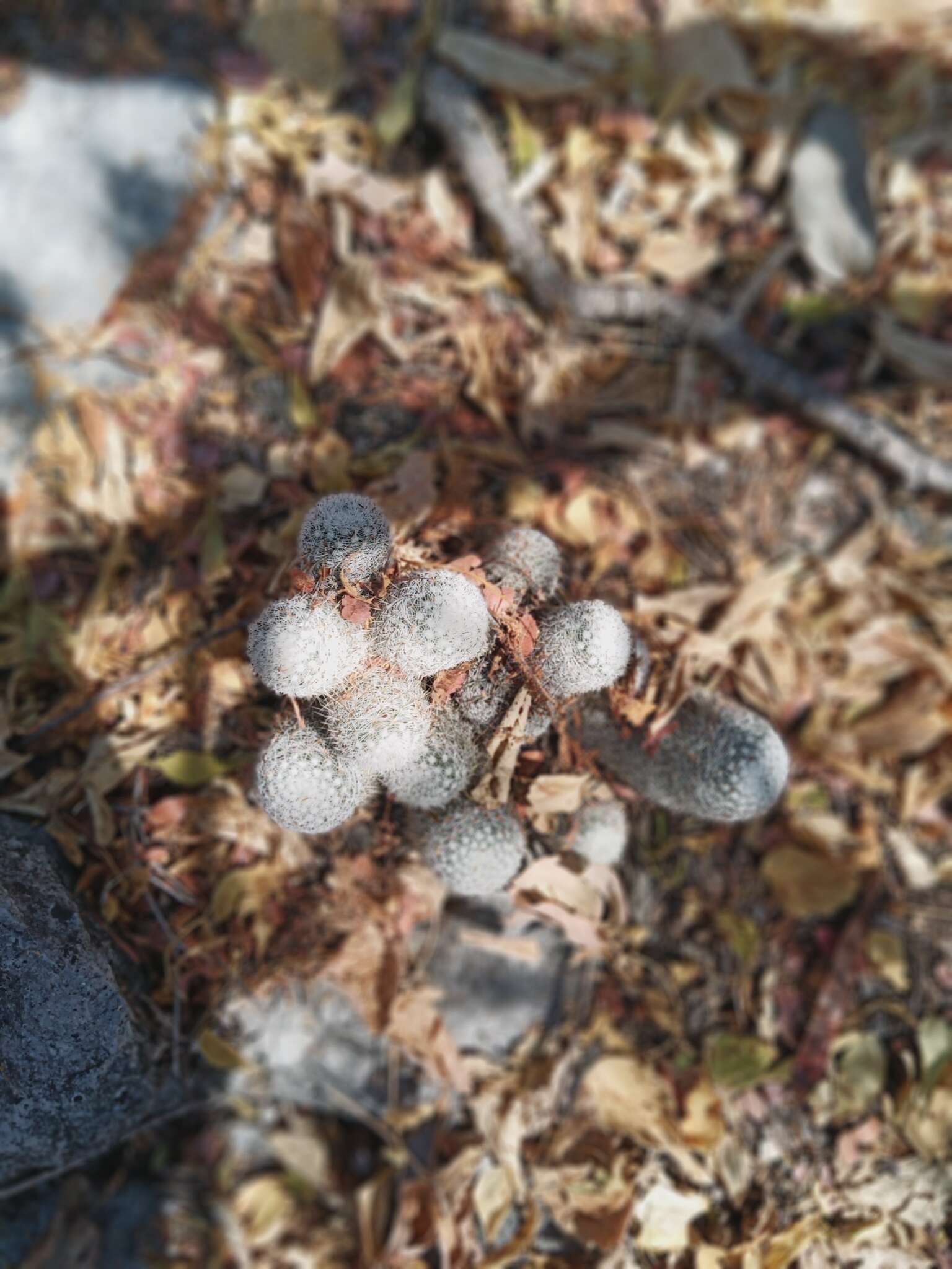 Mammillaria albilanata subsp. albilanata resmi