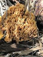 Ramaria pinicola (Burt) Corner 1961 resmi