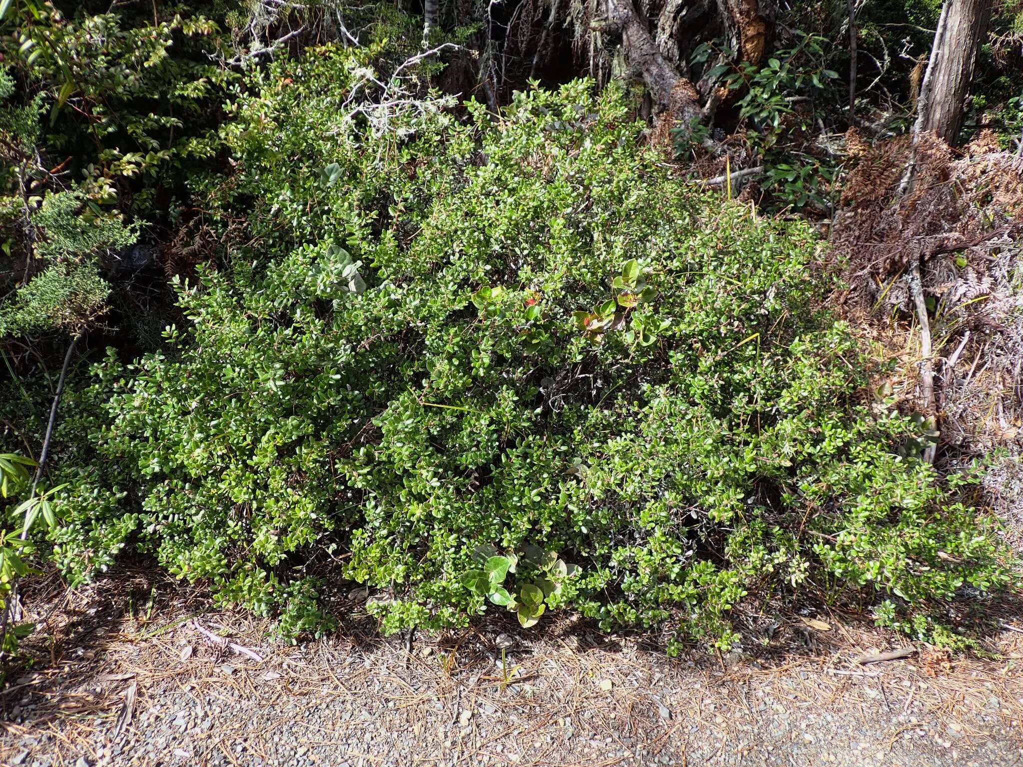 Plancia ëd Arctostaphylos nummularia subsp. nummularia