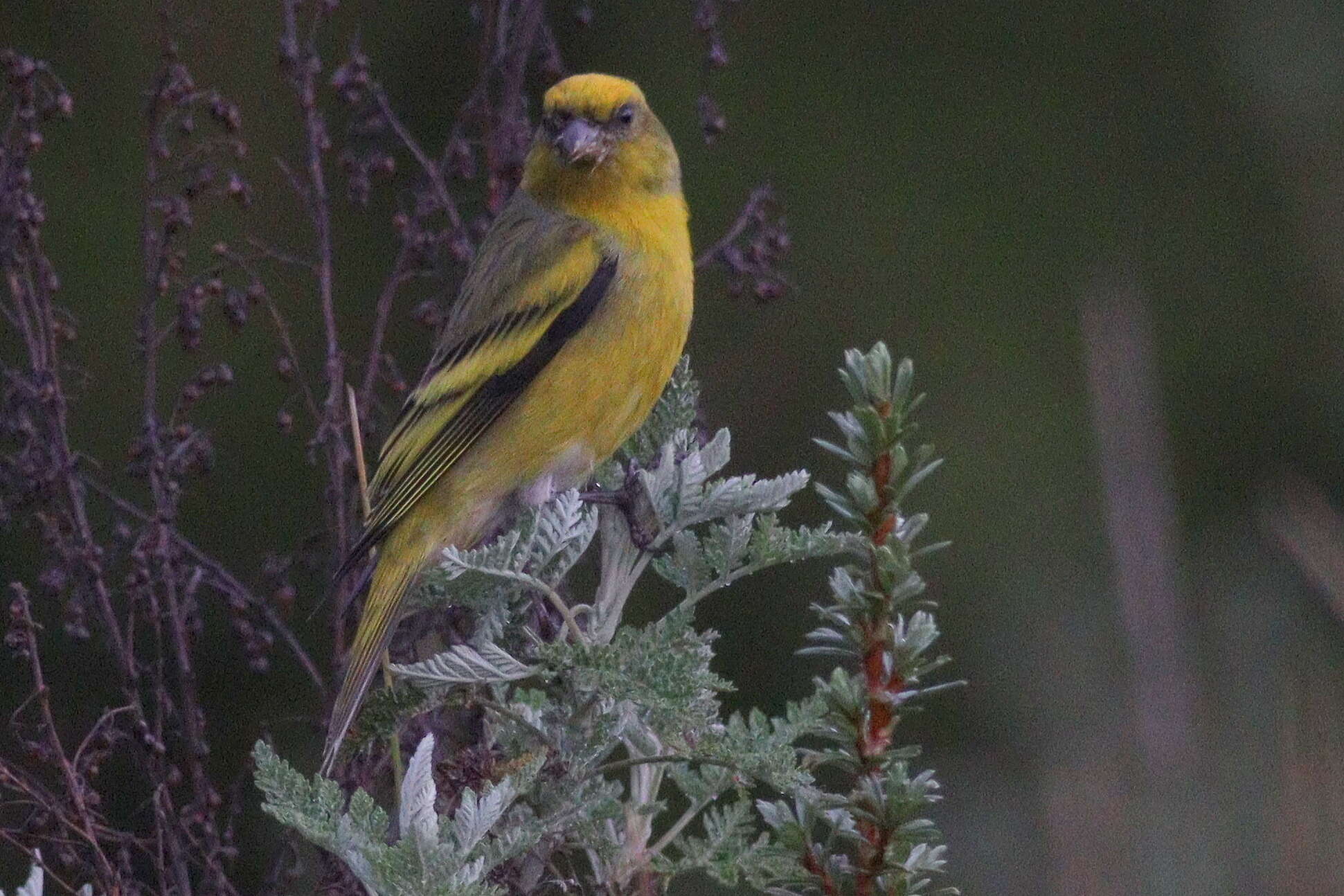 Image of Yellow-crowned Canary