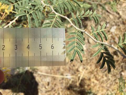 Image de Prosopis farcta (Banks & Sol.) J. F. Macbr.