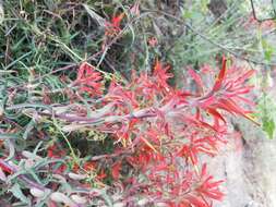 Слика од Castilleja subinclusa var. jepsonii (Bacig. & Heckard) J. M. Egger