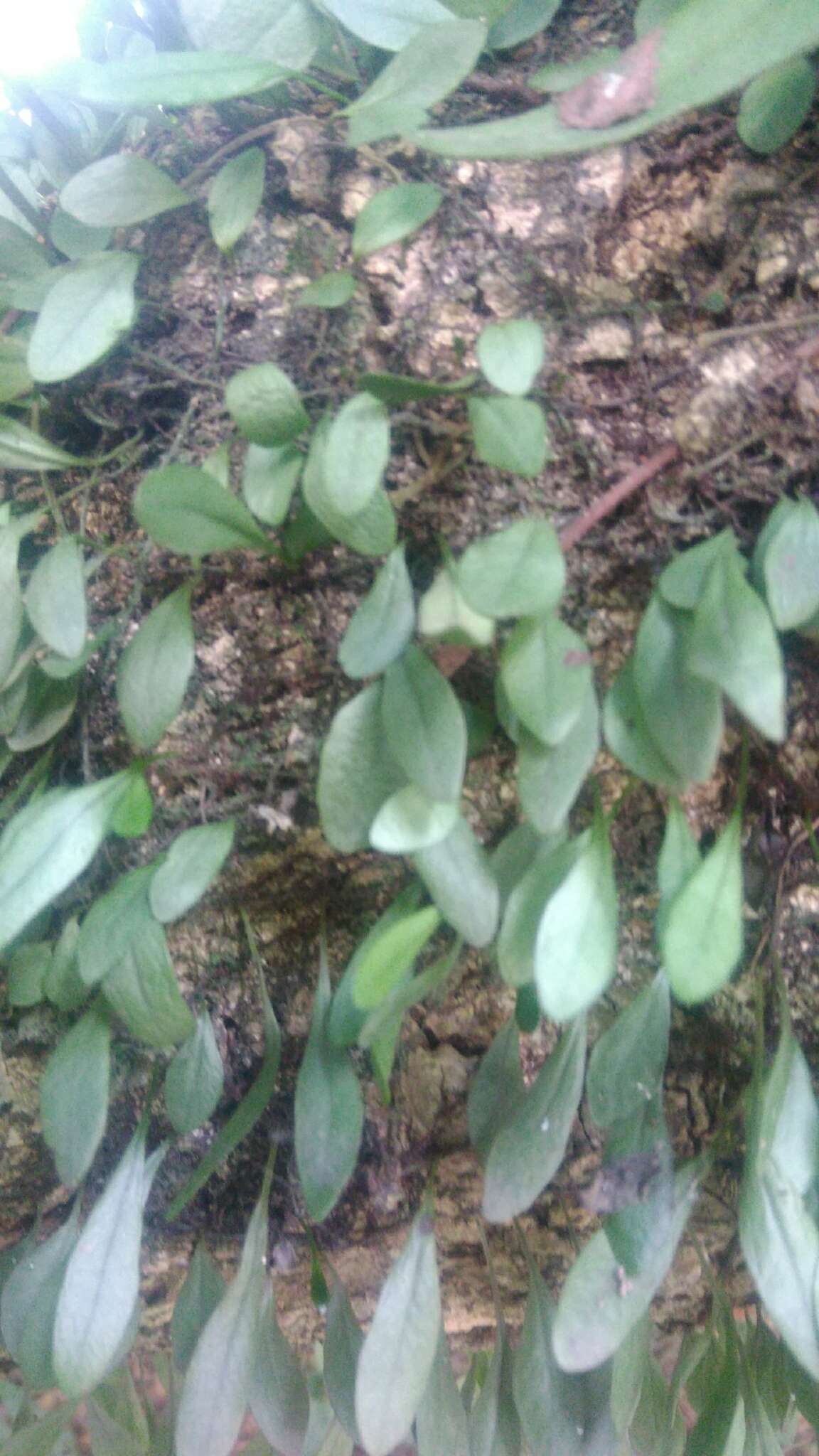 Image of Lemmaphyllum microphyllum C. Presl