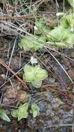 صورة Pinguicula sharpii S. J. Casper & K. Kondo