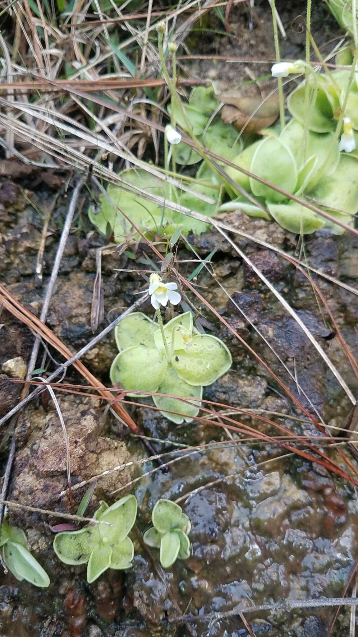 Image of Pinguicula sharpii S. J. Casper & K. Kondo