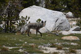 Image of Canis latrans lestes Merriam 1897