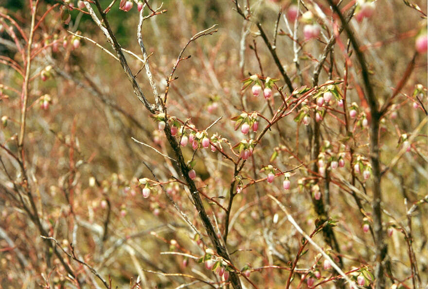 Image of Alaska blueberry