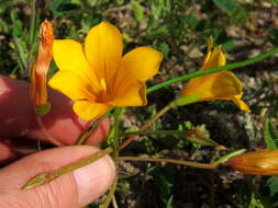 Image of Romulea saldanhensis M. P. de Vos