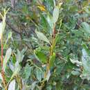 Image de Salix rhamnifolia Pall.