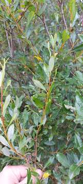 Image of Salix rhamnifolia Pall.