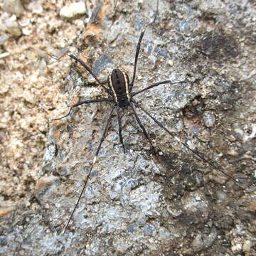 Image of <i>Systenocentrus luteobiseriatus</i>