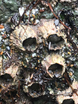 Image of thatched barnacle