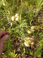 Image of Cooper's milkvetch